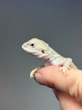 Photo 3 of hypo, possible het Zero, Witblits bearded dragon