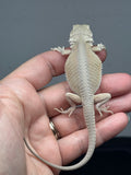 Photo 4 of hypo, possible het Zero, Witblits bearded dragon