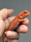 Photo 2 of red hypo, trans, 25% Red Monster bearded dragon