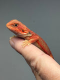 Photo 3 of red hypo, trans, 25% Red Monster bearded dragon