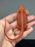 Photo 4 of red hypo, trans, 25% Red Monster bearded dragon