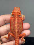 red hypo, trans, 25% Red Monster bearded dragon