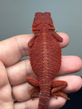 red hypo, trans, 50% Red Monster bearded dragon