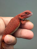 Photo 2 of red hypo, trans, 50% Red Monster bearded dragon