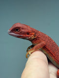 Photo 3 of red hypo, trans, 50% Red Monster bearded dragon