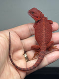 Photo 4 of red hypo, trans, 50% Red Monster bearded dragon