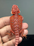 blue and red hypo, leatherback, blue bar, 50% Red Monster bearded dragon