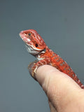 Photo 3 of blue and red hypo, leatherback, blue bar, 50% Red Monster bearded dragon