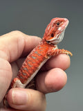 Photo 2 of blue and red hypo, leatherback, blue bar, 50% Red Monster bearded dragon