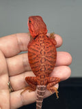 red trans, leatherback, possible het Witblits, 50% Red Monster bearded dragon