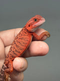 Photo 2 of red trans, leatherback, possible het Witblits, 50% Red Monster bearded dragon
