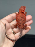 Photo 4 of red trans, leatherback, possible het Witblits, 50% Red Monster bearded dragon