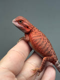 Photo 3 of red trans, leatherback, possible het Witblits, 50% Red Monster bearded dragon
