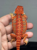 blue and red hypo, blue bar, 50% Red Monster bearded dragon