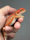 Photo 2 of blue and red hypo, blue bar, 50% Red Monster bearded dragon