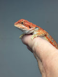Photo 3 of blue and red hypo, blue bar, 50% Red Monster bearded dragon