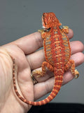 Photo 4 of blue and red hypo, blue bar, 50% Red Monster bearded dragon