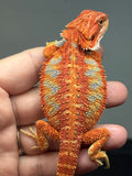 blue and red hypo, blue bar, 50% Red Monster bearded dragon