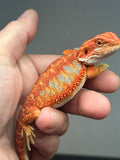 Photo 2 of blue and red hypo, blue bar, 50% Red Monster bearded dragon