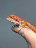 Photo 3 of blue and red hypo, blue bar, 50% Red Monster bearded dragon