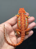 Photo 4 of blue and red hypo, blue bar, 50% Red Monster bearded dragon