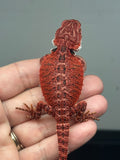red 50% Red Monster bearded dragon