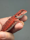 Photo 2 of red 50% Red Monster bearded dragon