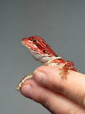 Photo 3 of red 50% Red Monster bearded dragon