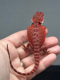 Photo 4 of red 50% Red Monster bearded dragon