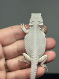hypo, possible het Witblits, Zero bearded dragon