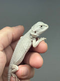 Photo 2 of hypo, possible het Witblits, Zero bearded dragon