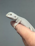 Photo 3 of hypo, possible het Witblits, Zero bearded dragon