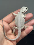 Photo 4 of hypo, possible het Witblits, Zero bearded dragon