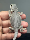 hypo, Zero, possible het Witblits/trans bearded dragon