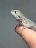 Photo 2 of hypo, Zero, possible het Witblits/trans bearded dragon