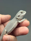 Photo 3 of hypo, Zero, possible het Witblits/trans bearded dragon