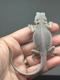 Photo 4 of hypo, Zero, possible het Witblits/trans bearded dragon
