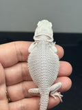 hypo, possible het Witblits/trans, Zero bearded dragon