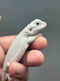 Photo 2 of hypo, possible het Witblits/trans, Zero bearded dragon