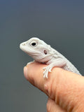 Photo 3 of hypo, possible het Witblits/trans, Zero bearded dragon