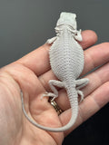 Photo 4 of hypo, possible het Witblits/trans, Zero bearded dragon