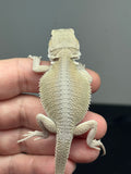 hypo, possible het Zero, Witblits bearded dragon