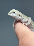 Photo 2 of hypo, possible het Zero, Witblits bearded dragon