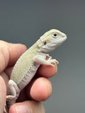 Photo 3 of hypo, possible het Zero, Witblits bearded dragon