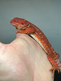 RM245 100% red monster, male, hypo