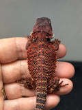 red 50% Red Monster bearded dragon
