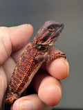 Photo 2 of red 50% Red Monster bearded dragon