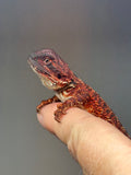Photo 3 of red 50% Red Monster bearded dragon
