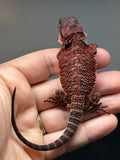 Photo 4 of red 50% Red Monster bearded dragon