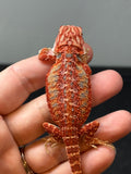 red hypo, possible het trans, 50% Red Monster bearded dragon